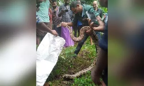 നാട്ടിലിറങ്ങി ഭീതിപരത്തിയ പെരുമ്പാമ്പിനെ നാട്ടുകാർ പിടികൂടി