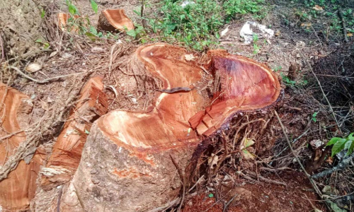 നവീകരണത്തിന്റെ മറവിൽ മരംകൊള്ള