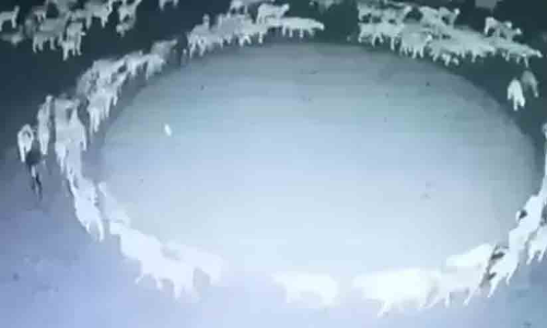 Strange video of sheep walking around in a circle