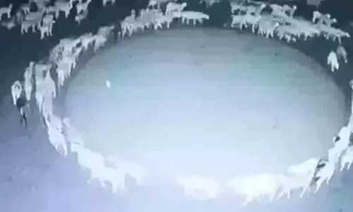 Strange video of sheep walking around in a circle