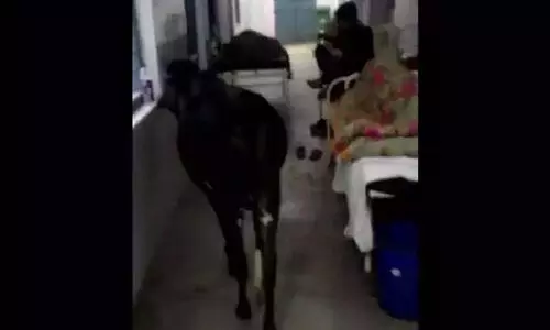 ആശുപത്രി െഎ.സി.യുവിൽ രോഗികൾക്കൊപ്പം പശു; വിഡിയോ വൈറൽ