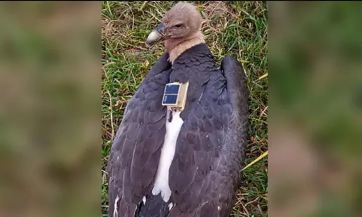 നേപ്പാളിൽനിന്ന് കാണാതായ കഴുകനെ ബിഹാറിൽ കണ്ടെത്തി