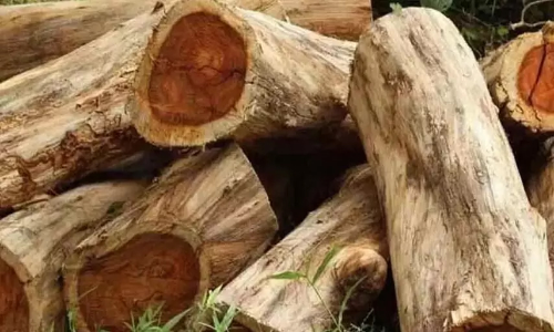 മുട്ടിൽ മരംമുറി: മുൻ വില്ലേജ് ഓഫിസറുടെ സസ്പെൻഷൻ പിൻവലിച്ചു