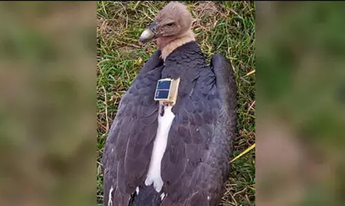 നേപ്പാളിൽനിന്ന് കാണാതായ കഴുകനെ ബിഹാറിൽ കണ്ടെത്തി