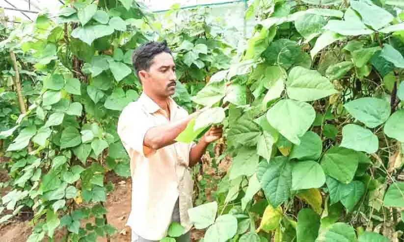 കൈയടിക്കാം, തോമസിന്റെ മിടുക്കിന് കൈയടിക്കാം, തോമസിന്റെ മിടുക്കിന്