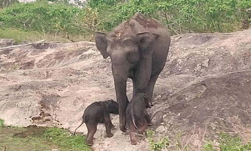 wild elephant gave birh