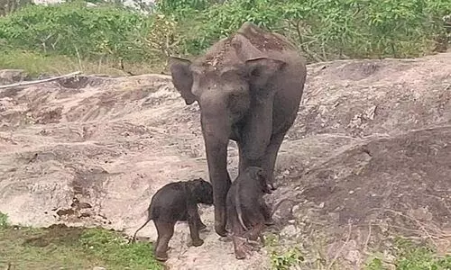 wild elephant gave birh