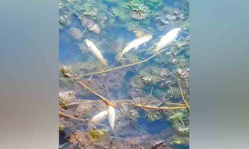 തുമ്പിച്ചാലിൽ ചത്തുപൊങ്ങിയ മത്സ്യങ്ങൾ തുമ്പിച്ചാലിൽ ചത്തുപൊങ്ങിയ മത്സ്യങ്ങൾ