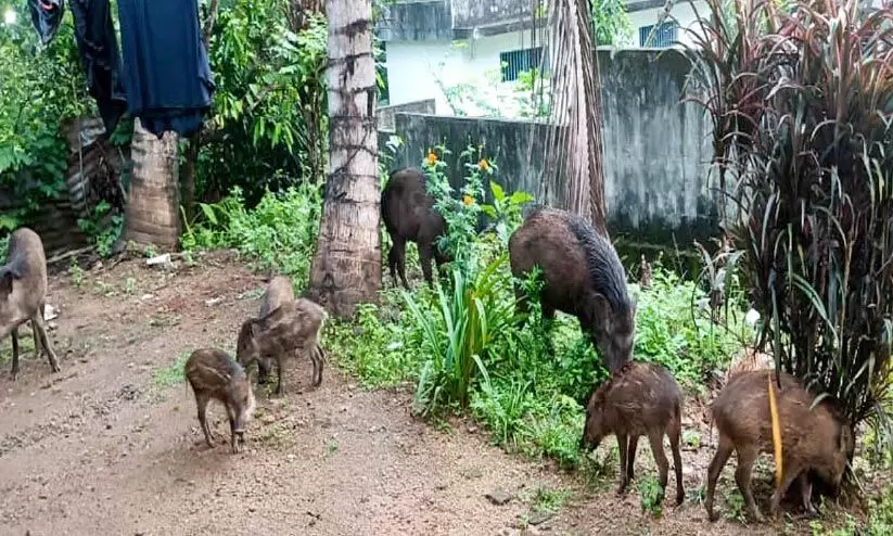 വീട്ടുമുറ്റത്തുപോലും പന്നിക്കൂട്ടം; അച്ചൻകോവിലിൽ ജനം ഭീതിയിൽ