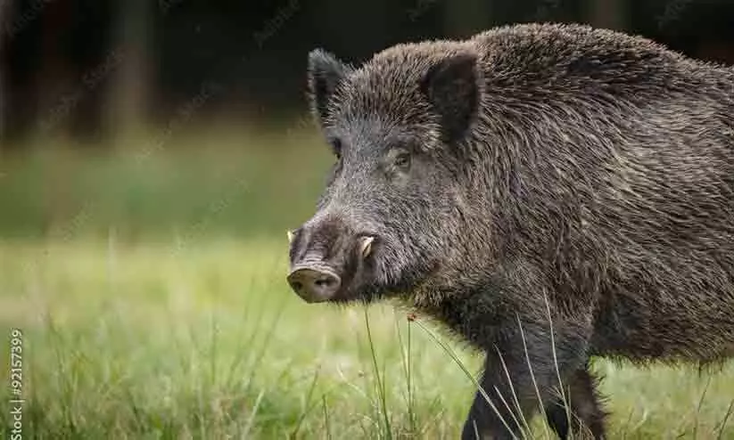 ആ​ഫ്രി​ക്ക​ൻ പ​ന്നി​പ്പ​നി: മൂ​ന്ന് പ​ഞ്ചാ​യ​ത്തു​ക​ളി​ലെ എൺപതിലേറെ പ​ന്നി​ക​ളെ കൊ​ന്നൊ​ടു​ക്കി