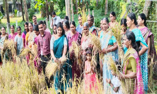 കരനെൽ കൃഷിയിൽ നൂറുമേനി കൊയ്യാൻ വടകര നഗരസഭ