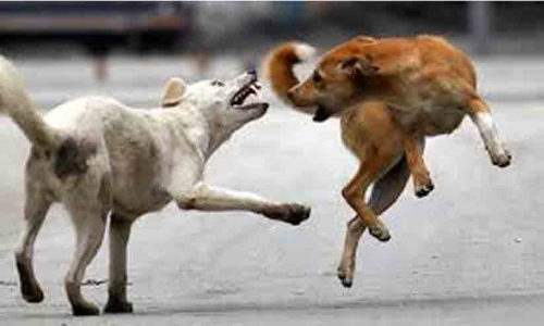 കടനാട്ടില്‍ പേപ്പട്ടി ആക്രമണം;സ്‌കൂള്‍ കുട്ടികളടക്കം നിരവധിപേര്‍ക്ക് കടിയേറ്റു