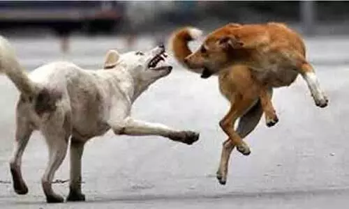 കടനാട്ടില്‍ പേപ്പട്ടി ആക്രമണം;സ്‌കൂള്‍ കുട്ടികളടക്കം നിരവധിപേര്‍ക്ക് കടിയേറ്റു