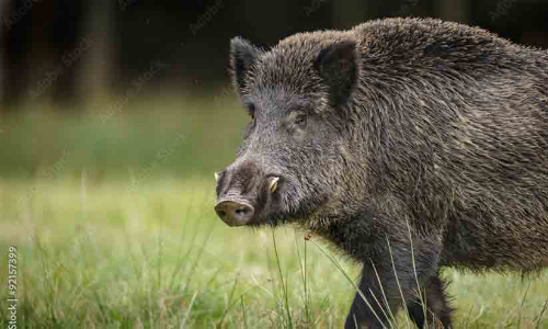 ആ​ഫ്രി​ക്ക​ൻ പ​ന്നി​പ്പ​നി: മൂ​ന്ന് പ​ഞ്ചാ​യ​ത്തു​ക​ളി​ലെ എൺപതിലേറെ പ​ന്നി​ക​ളെ കൊ​ന്നൊ​ടു​ക്കി