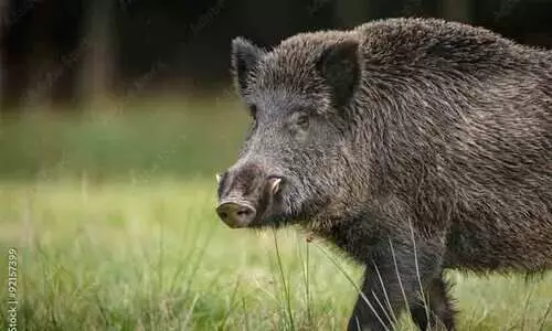 ആഫ്രിക്കൻ പന്നിപ്പനി: മൂന്ന് പഞ്ചായത്തുകളിലെ എൺപതിലേറെ പന്നികളെ കൊന്നൊടുക്കി ആഫ്രിക്കൻ പന്നിപ്പനി: മൂന്ന് പഞ്ചായത്തുകളിലെ എൺപതിലേറെ പന്നികളെ കൊന്നൊടുക്കി