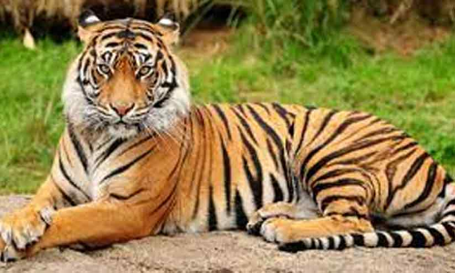 നെല്ലിയാമ്പതി കൈകാട്ടിയിൽ വന്യമൃഗശല്യം രൂക്ഷം; നാട്ടുകാർ ഭീതിയിൽ