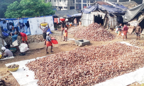 ശബരിമല: തിരക്ക് വർധിച്ചു; കൊപ്രക്കളം ഉണർന്നു ശബരിമല: തിരക്ക് വർധിച്ചു; കൊപ്രക്കളം ഉണർന്നു