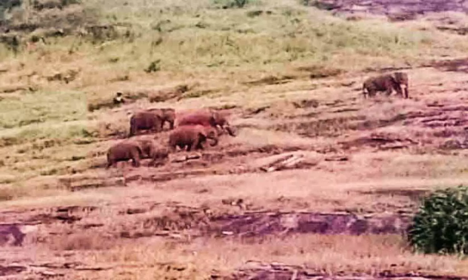 പുലിയും കരടിയും കാട്ടാനക്കൂട്ടവും