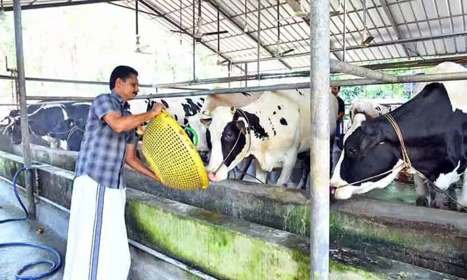 ക്ഷീരകൃഷിയിൽ ഷൈൻ ചെയ്തു;​ കൂട്ടിനെത്തി​ പുരസ്കാരത്തിന്‍റെ പാൽമധുരം