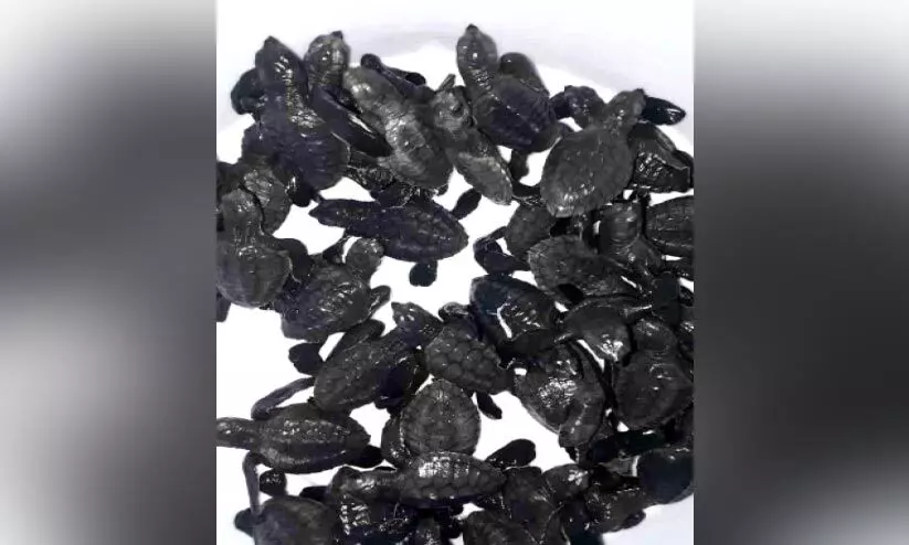 മണലെടുപ്പും തീരശോഷണവും; കോളാവിപ്പാലത്ത് ആമകളുടെ വരവ് കുറഞ്ഞു