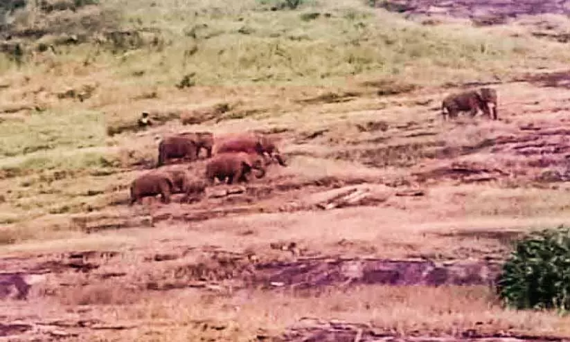 പുലിയും കരടിയും കാട്ടാനക്കൂട്ടവും പുലിയും കരടിയും കാട്ടാനക്കൂട്ടവും