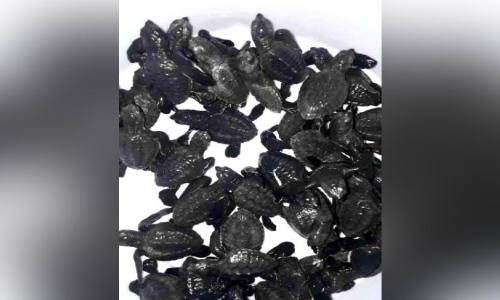 മണലെടുപ്പും തീരശോഷണവും; കോളാവിപ്പാലത്ത് ആമകളുടെ വരവ് കുറഞ്ഞു