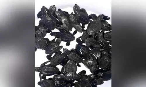 മണലെടുപ്പും തീരശോഷണവും; കോളാവിപ്പാലത്ത് ആമകളുടെ വരവ് കുറഞ്ഞു