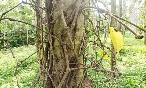 കുരുമുളക് ചെടികൾക്ക് രോഗം; കർഷകർ ആധിയിൽ