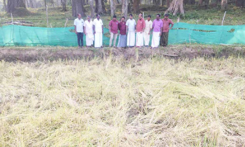 കൊയ്തെടുക്കാനായ നെൽവയലിൽ കാട്ടാനയുടെ വിളയാട്ടം