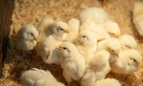 rooster chicks sale