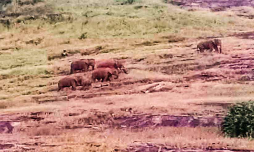 പുലിയും കരടിയും കാട്ടാനക്കൂട്ടവും പുലിയും കരടിയും കാട്ടാനക്കൂട്ടവും