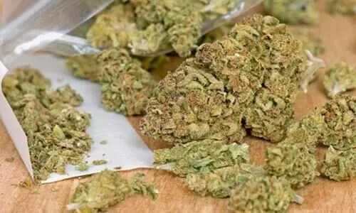 പെ​രി​ന്ത​ല്‍മ​ണ്ണ ഡാ​ന്‍സാ​ഫ് സം​ഘം 2023ൽ ​പി​ടി​കൂ​ടി​യ​ത് 293 കി​ലോ ക​ഞ്ചാ​വ്