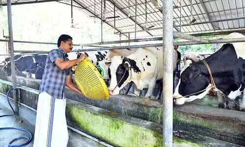 ക്ഷീരകൃഷിയിൽ ഷൈൻ ചെയ്തു;​ കൂട്ടിനെത്തി​ പുരസ്കാരത്തിന്‍റെ പാൽമധുരം