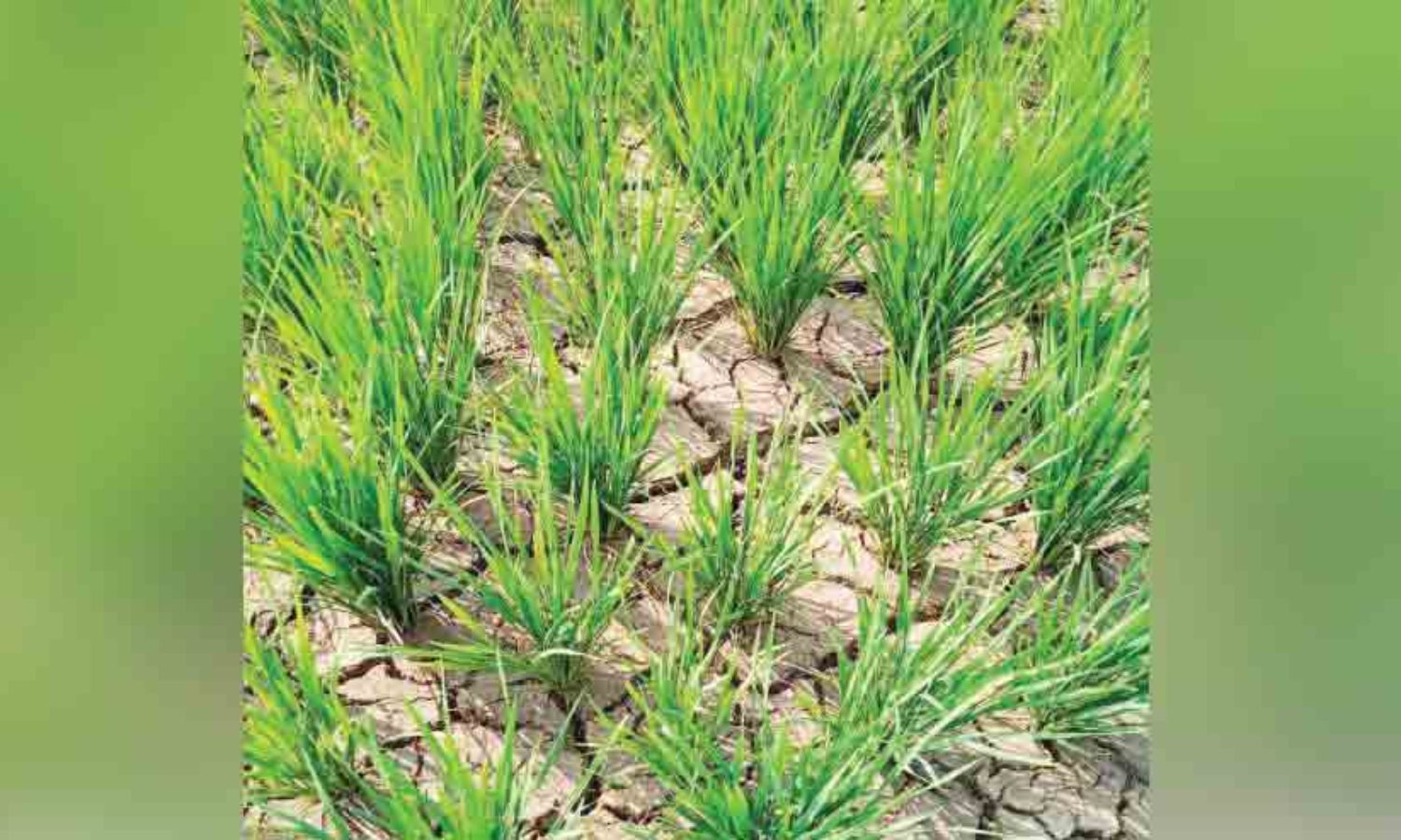 ജലസേചന സൗകര്യങ്ങൾ നോക്കുകുത്തിയായതോടെ കൃഷി ഉണക്കുഭീഷണിയിൽ; ആധിയിൽ കർഷകർ