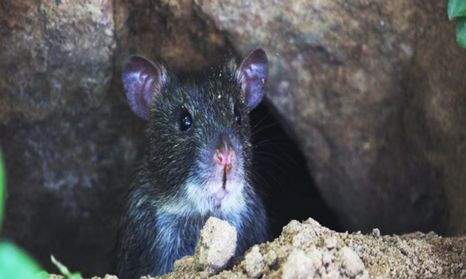 പിടിച്ചെടുത്ത 500 കിലോ കഞ്ചാവ് എലികൾ തിന്നു; കോടതിയിൽ വിചിത്ര വാദവുമായി പൊലീസ്, തെളിവ് ചോദിച്ച് കോടതി