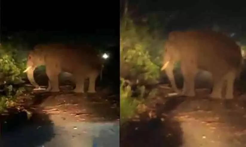 ബസ് കൊമ്പിൽ കുത്തിയുയർത്തി; വീണ്ടും കബാലിയുടെ ആക്രമണം