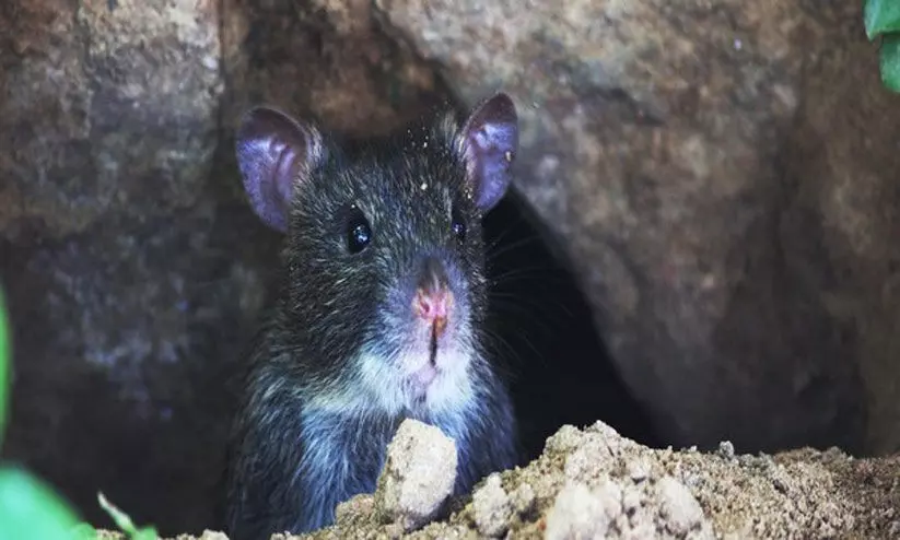 പിടിച്ചെടുത്ത 500 കിലോ കഞ്ചാവ് എലികൾ തിന്നു; കോടതിയിൽ വിചിത്ര വാദവുമായി പൊലീസ്, തെളിവ് ചോദിച്ച് കോടതി