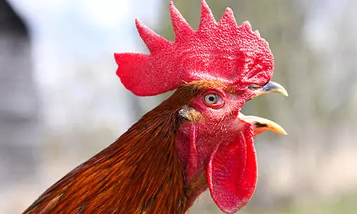 ര​ണ്ട് വ​യ​സ്സു​കാ​ര​നെ ​കോ​ഴി കൊ​ത്തി; ഉടമക്കെതിരെ കേസെടുത്ത് പൊലീസ്