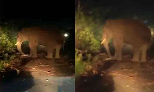 ബസ് കൊമ്പിൽ കുത്തിയുയർത്തി; വീണ്ടും കബാലിയുടെ ആക്രമണം