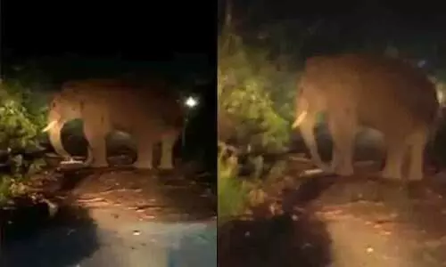 ബസ് കൊമ്പിൽ കുത്തിയുയർത്തി; വീണ്ടും കബാലിയുടെ ആക്രമണം