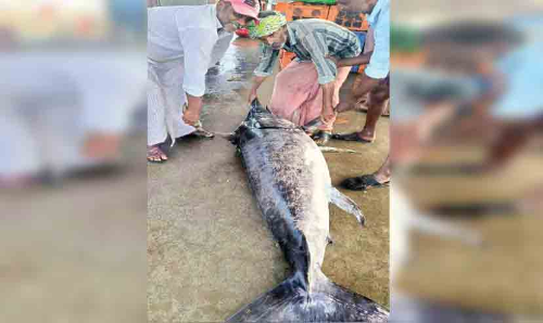 പൊന്നാനിയിൽ 160 കിലോയുള്ള കട്ടക്കൊമ്പൻ വലയിലായി