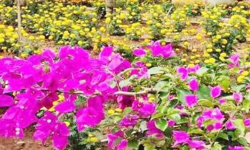 ചെണ്ടുമല്ലി അഴകിൽ പഴശ്ശി പാർക്ക്