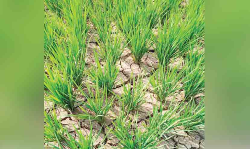 ജലസേചന സൗകര്യങ്ങൾ നോക്കുകുത്തിയായതോടെ കൃഷി ഉണക്കുഭീഷണിയിൽ; ആധിയിൽ കർഷകർ ജലസേചന സൗകര്യങ്ങൾ നോക്കുകുത്തിയായതോടെ കൃഷി ഉണക്കുഭീഷണിയിൽ; ആധിയിൽ കർഷകർ