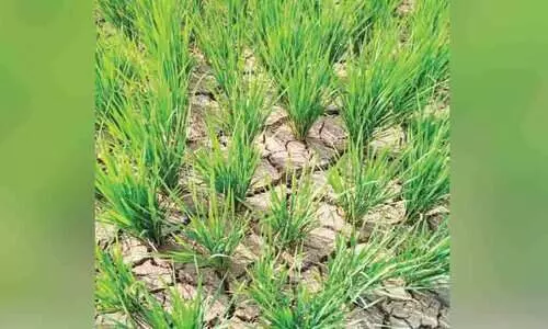 ജലസേചന സൗകര്യങ്ങൾ നോക്കുകുത്തിയായതോടെ കൃഷി ഉണക്കുഭീഷണിയിൽ; ആധിയിൽ കർഷകർ