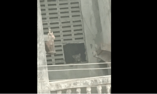 മുംബൈയിൽ പുള്ളിപുലി ആക്രമണത്തിൽ മൂന്ന് പേർക്ക് പരിക്ക്