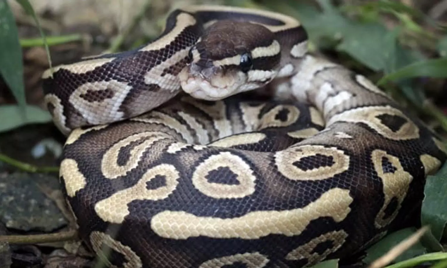Python