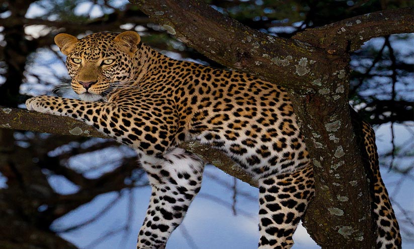 മൈസൂരുവിൽ പുലിയുടെ ആക്രമണത്തിൽ വിദ്യാർഥിനി കൊല്ലപ്പെട്ടു മൈസൂരുവിൽ പുലിയുടെ ആക്രമണത്തിൽ വിദ്യാർഥിനി കൊല്ലപ്പെട്ടു