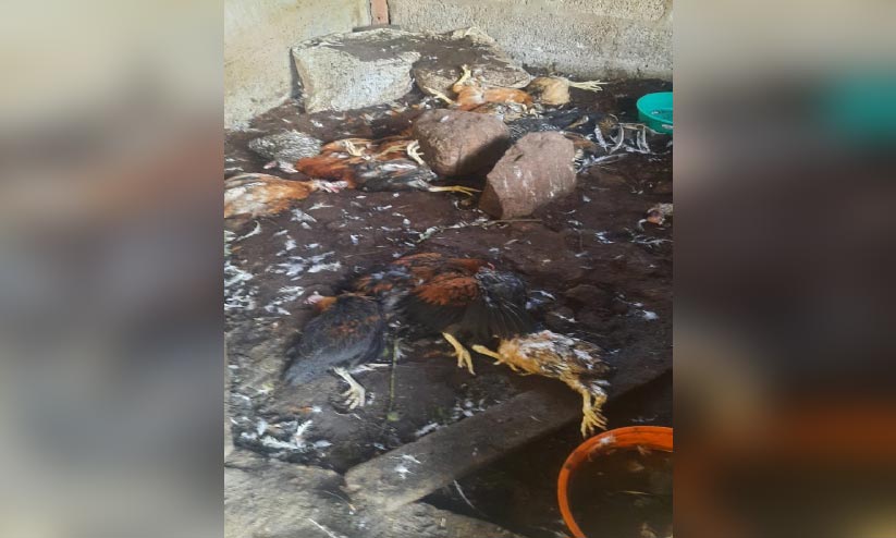 മയിലാടുംമുകളിൽ തെരുവുനായ് ശല്യം മയിലാടുംമുകളിൽ തെരുവുനായ് ശല്യം