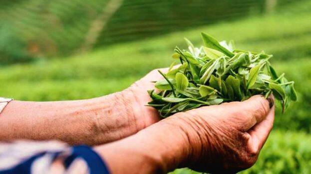 കാർബൺ റിമൂവൽ ഫണ്ട് കർഷകർക്ക് നേരിട്ട് ലഭിക്കുന്നതിന് നയരൂപീകരണം നടത്തണമെന്ന് സഹദേവൻ കാർബൺ റിമൂവൽ ഫണ്ട് കർഷകർക്ക് നേരിട്ട് ലഭിക്കുന്നതിന് നയരൂപീകരണം നടത്തണമെന്ന് സഹദേവൻ