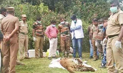 അജ്ഞാത വാഹനമിടിച്ച് പുള്ളിപ്പുലി ചത്തു